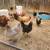Chicken chicks 3 thumbnail