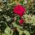 Rose Bush Cuttings 1 thumbnail