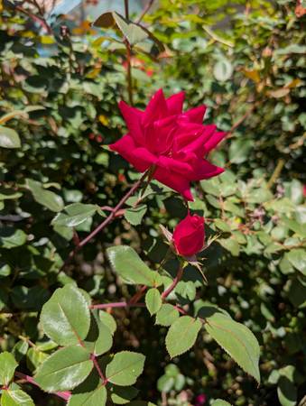 Rose Bush Cuttings 1