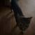 Kitty 1 thumbnail