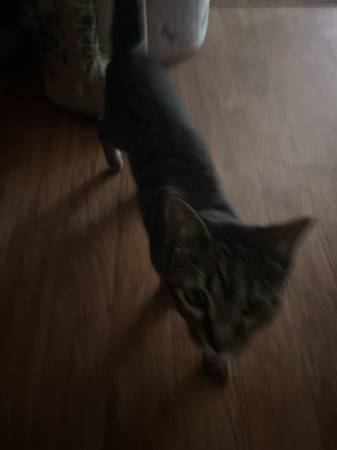 Kitty 1