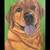 Pet portraits 4 thumbnail