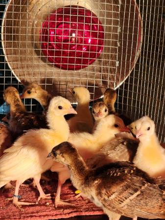 Peachicks 1