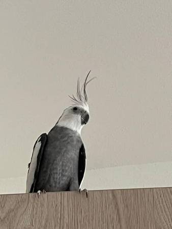 Cacatúa de tres años (fremont / union city / newark)63836592268929124
