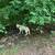 German Shepherd Puppies 14 thumbnail
