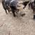Piglets 4 thumbnail