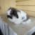 Free Holland Lop and Fuzzy Lop 4 thumbnail