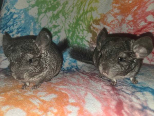 Chinchilla 1