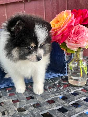Puppy Pomeranian