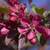 BALLED AND BURLAP EVERGREENS- ARBORVITAES- SHADE TREES AND MORE (SALE) 4 thumbnail
