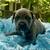 Ack Cane Corso pups 4 thumbnail