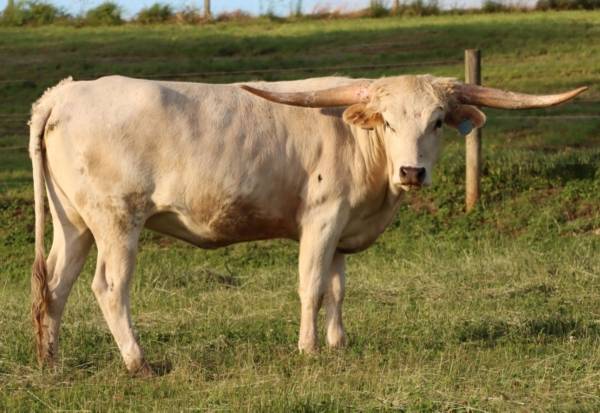 Yellow registered longhorn heifer 1
