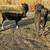 3 cows with calves 2 thumbnail