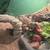 Colored Bearded Dragon w/ complete set up 3 thumbnail