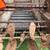 manure spreader 2 thumbnail