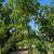 Silk Floss Tree 2 thumbnail