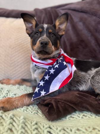 Blue Healer (gilroy)539954112197437442