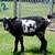 Billy goats 1 thumbnail