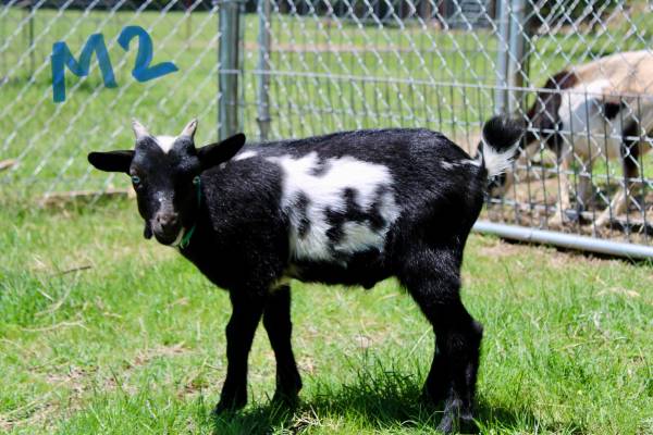 Billy goats 1