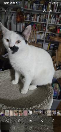 Cats 1