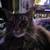 Two adorable cats 1 thumbnail