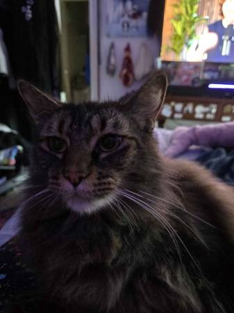 Two adorable cats 1