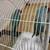 indian ringneck 1 thumbnail