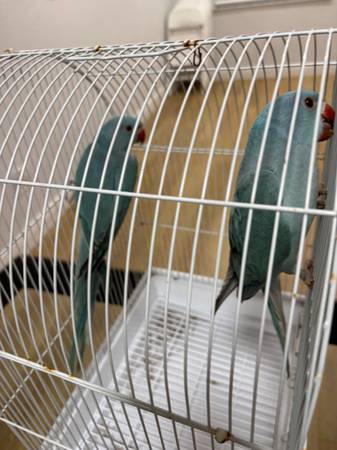indian ringneck 1