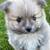 Toy Maltipom 3 thumbnail