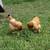 Chickens - Hens and Roosters 6 thumbnail