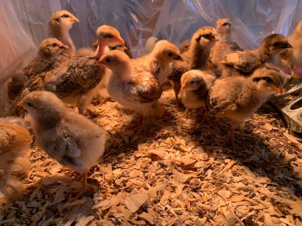 Bielefelder hen chicks 1