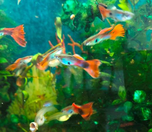Fish - Guppy 1