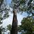 Tree removal 8 thumbnail