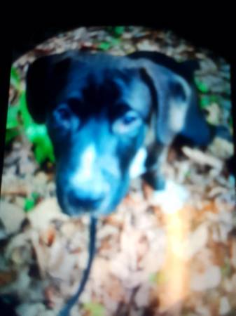 Seeking foster for Mixed Breed1.5 years old dog - pets - craigslist