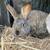 Rabbits 2 thumbnail