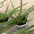 Aloe plants 3 thumbnail