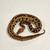 Ball python hatchlings 14 thumbnail