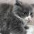 Gray kitty 1 thumbnail