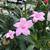Berta's Plants Downtown 5 thumbnail