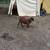 Ewe Lamb 2 thumbnail