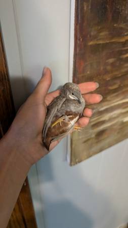 Button Quail 1