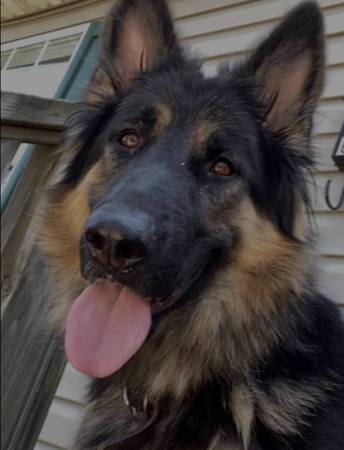 7 Year Old Female German Shepherd (Pocomoke City)63872575951747124