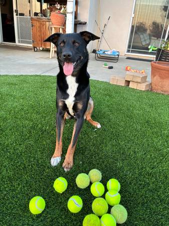 Missing Dog 1