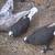 Pigeons 8 thumbnail