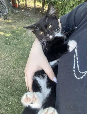 Kittens 1