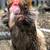 Organic Local Free Range Fresh Chicken Eggs 5 thumbnail