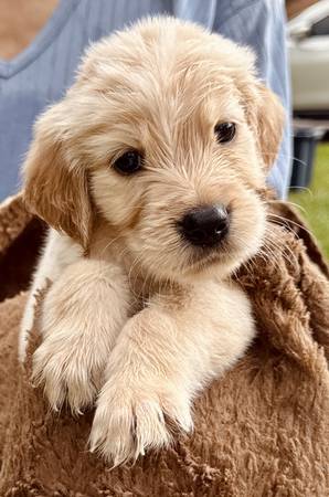 Golden Retriever (Houston)63859314017153120