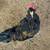 Young Rooster 6 thumbnail