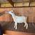Registerable Dwarf Nigerian Goats 6 thumbnail