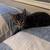 KITTEN 2 thumbnail